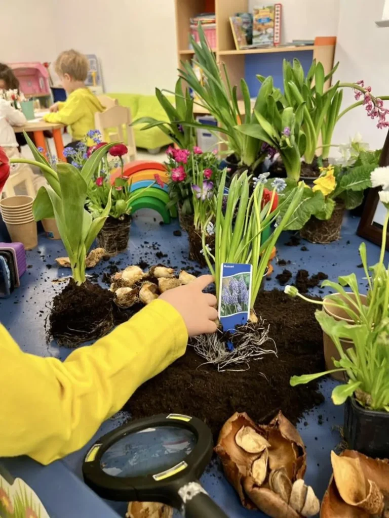 Copil plantând bulbi într-o activitate de grădinărit, la Grădinița Amicus Junior din Iași